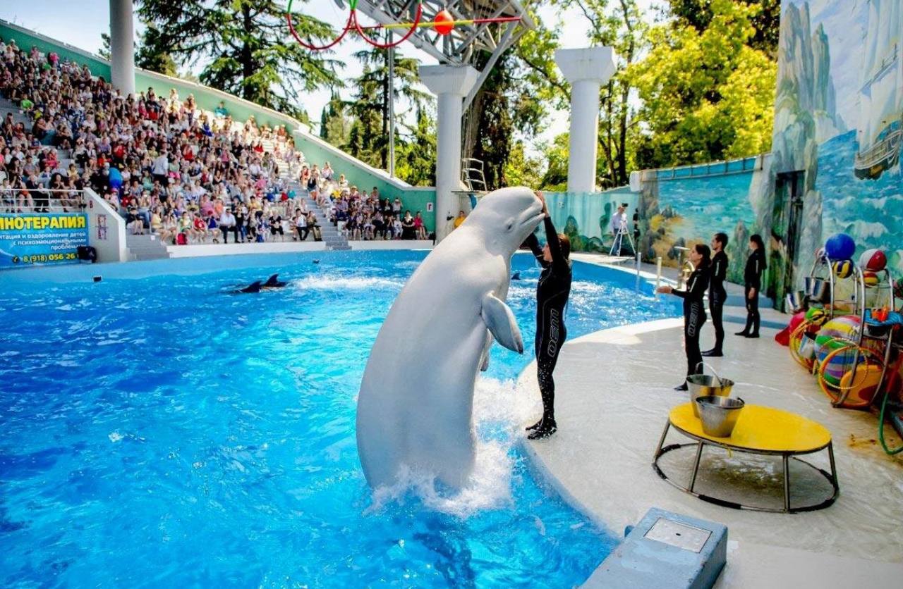 Экскурсия для детей в Сочи 9 в 1 — дельфинарий, океанариум, зоопарк